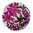Insignia 33mm 33-1328 Flora Pink